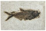 Detailed Fossil Fish (Diplomystus) - Wyoming #292554-1